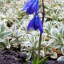 Scilla (Scilla siberica)