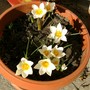 Crocus chrysanthus (snow bunting) (Crocus chrysanthus (Crocus) (snow bunting))