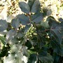 Mahonia 28th Feb 2008 (Mahonia aquifolium (Oregon grape))