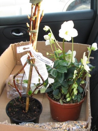 The best back seat passengers