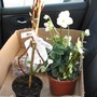 The best back seat passengers