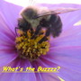 Thebuzz