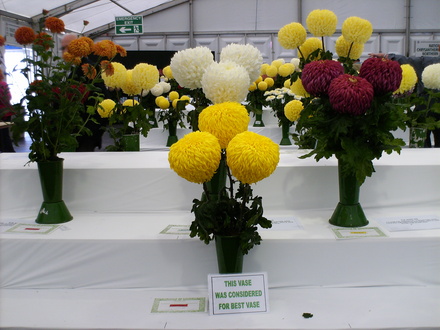 Harrogate Autumn show 2007