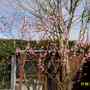 Spring_garden_2007_001