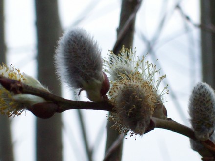 PUSSY WILLOWS!
