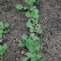 Spring Cabbage