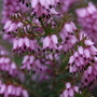 Erica x Darleyensis "Furzey" heather (Erica x darleyensis)