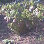 Hellebores