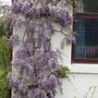 Wisteria (Wisteria)