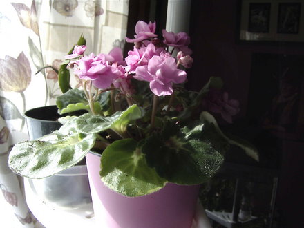 African violet ( saintpaulia ionantha)