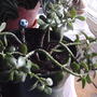 Jade plant ( crassula ovata) (Crassula ovata (Jade tree))