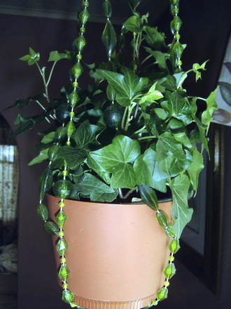 Needlepoint Ivy (Hedera Helix 'Needlepoint')