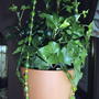 Needlepoint Ivy (Hedera Helix 'Needlepoint') (Hedera helix 'Needlepoint')