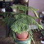 Norfolk Island Pine (Araucaria hetrophylla) (Araucaria heterophylla)