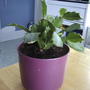 Christmas Cactus (schlumbergera truncata) (Schlumbergera truncata)