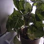 Syngonium 'White Butterfly' (Syngonium 'White Butterfly')