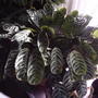 Stromanthe amabilis (Stromanthe amabilis)