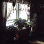 Dining room plant window