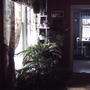 Dining room plant area