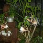Buds4_004