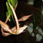 Night Blooming Cereus Buds