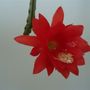Cactus_flower_001