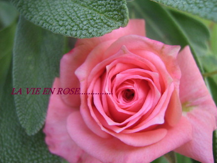 La Vie en Rose