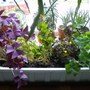 Oxalis_planter_001