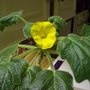 Caudiciform Flower