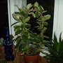 Hoya