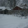 My garden In The Snow