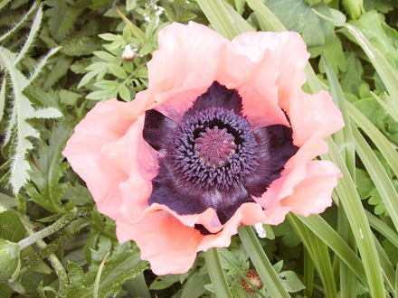A garden flower photo (Papaver orientale (Oriental poppy))
