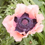 Papaver orientale (Oriental poppy)