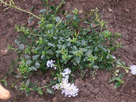 New baby Ceanothus  (Ceanothus thyrsiflorus repens)