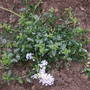 Ceanothus thyrsiflorus repens