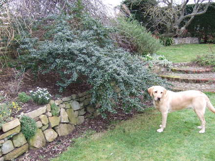 Good side of the Ceanothus (Ceanothus thyrsiflorus repens)