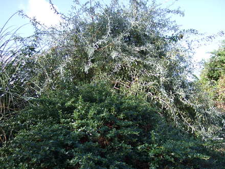 Weeping pear above the Ceanothus (Ceanothus thyrsiflorus repens)
