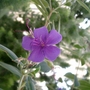 Glory Bush (Tibouchina urvilleana)