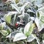 garden_1.03.08_001.jpg