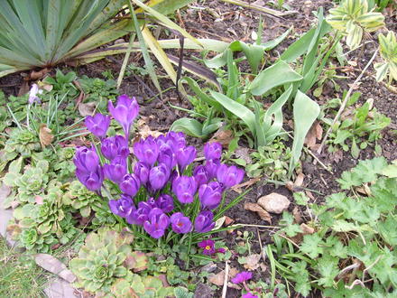 garden_1.03.08_004.jpg
