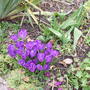 garden_1.03.08_004.jpg