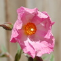 Silver Pink