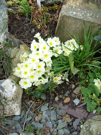 garden_1.03.08_011.jpg
