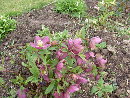 garden_1.03.08_008.jpg