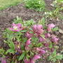 garden_1.03.08_008.jpg