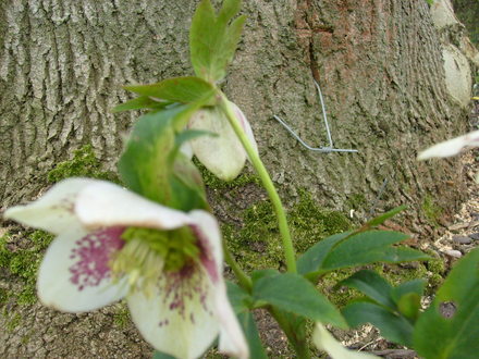 garden_1.03.08_009.jpg