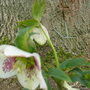 garden_1.03.08_009.jpg