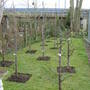garden_1.03.08_016.jpg