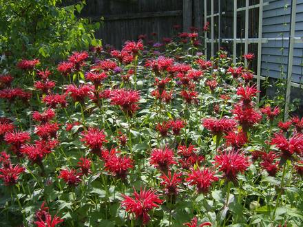 Bee Balm