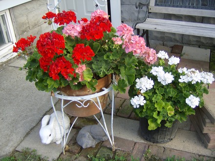 Geraniums